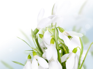 Beautiful snowdrops on bright background