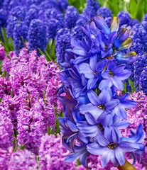 hyacinths in the garden