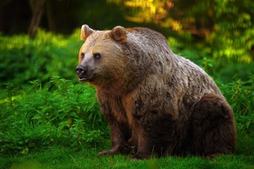 Side portrait of brown bear in countryside.