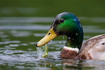 Obraz premium Duck mallard emerged from the water