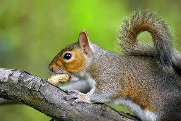 Naklejka na ściany i meble Grey squirrel on branch eating a nut