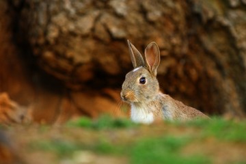 Fototapeta premium European Rabbit (Oryctolagus cuniculus)