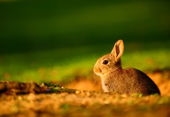 European Rabbit (Oryctolagus cuniculus) in sunset