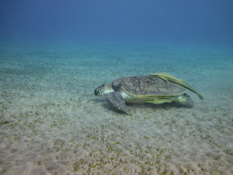 Sea turtle swimming over the sea bottom