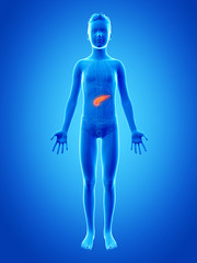 anatomy of a young boy - the pancreas