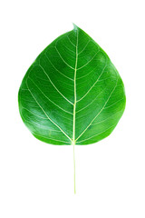 Obraz premium bodhi tree leaf