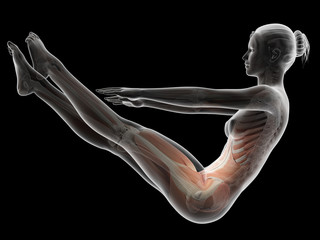 Obraz premium woman working out - muscle anatomy