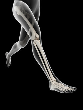 woman running - visible anatomy of the leg bones