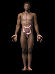 Obraz na płótnie Canvas anatomy of an african american man - colon