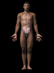 anatomy of an african american man - small intestine
