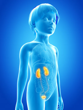 Anatomy Of A Young Child - Urinary System