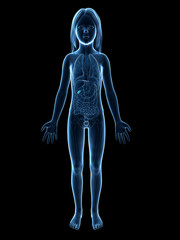 anatomy of a young girl -  the gallbladder