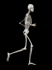 medical illustration - running skeleton
