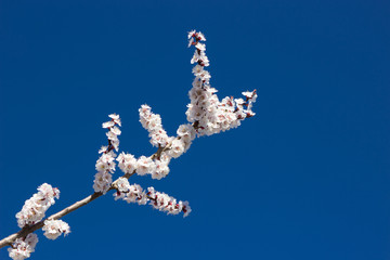 Flowering apricot branch on blue sky background