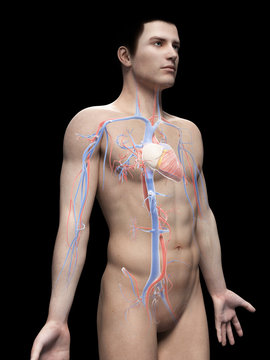 male anatomy illustration - the vascular system