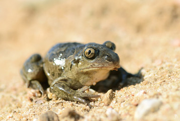 common spadefoot
