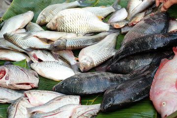 Fresh fish in the market.
