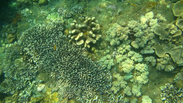 Reef