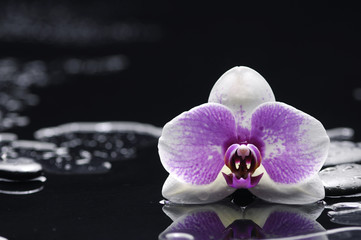 Zen stones and white orchid
