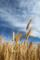 Wheat Against Sky