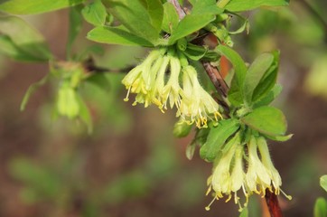 Maibeere Bluete - Lonicera kamtschatica blossom 09