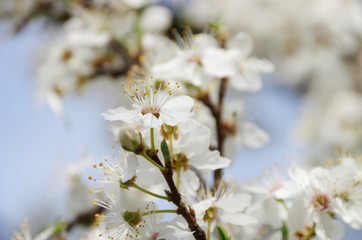Pflaumenbaumbluete - plum blossom 80