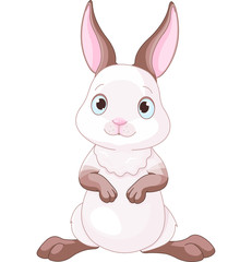 Cute Bunny