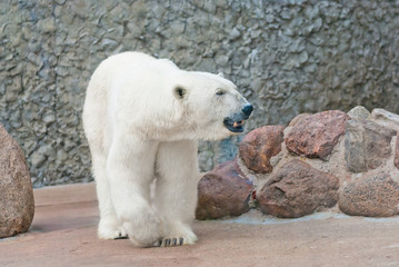 Bel ours polaire près du mur de pierre