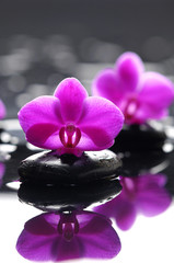 Two orchid with stones on wet background
