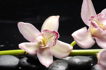 Branch orchid with zen stones on black background