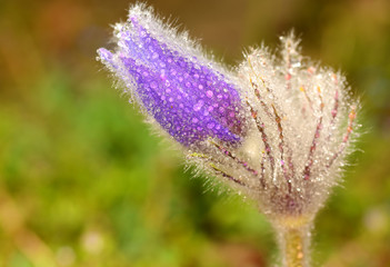 Pasque blooming on spring meadow after rain