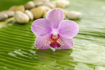 Obraz na płótnie Canvas pink orchid with spa stones on banana leaf texture