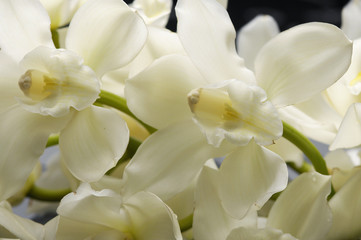 Branch white orchid with zen stones background