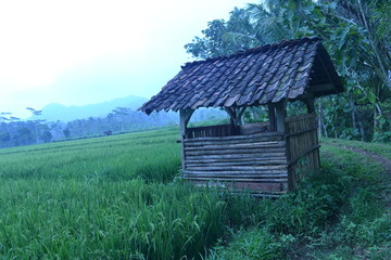 Obraz premium Small Hut in Rice Field