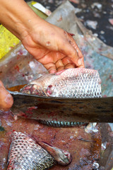 Fresh fish in the market.