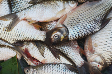 Fresh fish in the market.