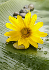 Still life with macro of sunflower with stones