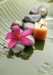 Red frangipani, candle on wet leaf