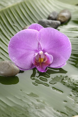 Obraz na płótnie Canvas Pink orchid flower with row of stones on banana leaf