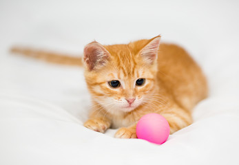 Fototapeta na wymiar Orange kitten with a ball