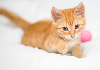 Orange kitten with a ball