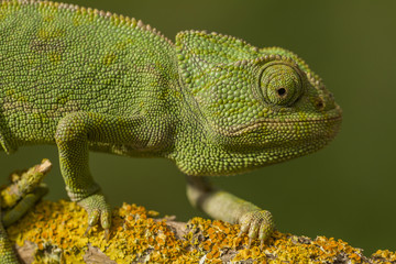 Close up view of a cute green chameleon on the wild.