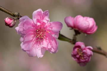 Branch of cherry blossom