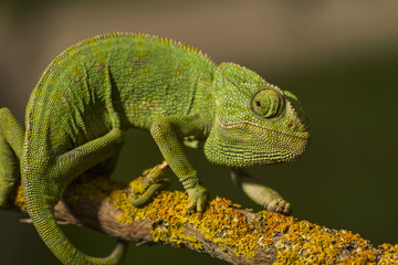 Obraz premium Close up view of a cute green chameleon on the wild.