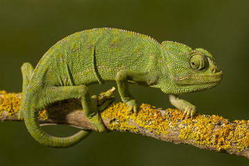 Close up view of a cute green chameleon on the wild.