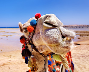 Camel at beach.
