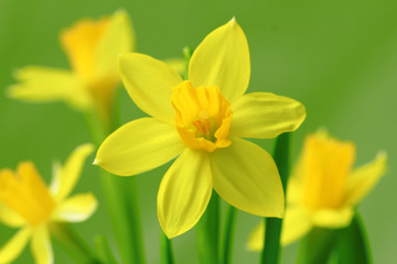 daffodils closeup