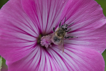 Abeille butine fleur rose lavatère arbustive Flower pink