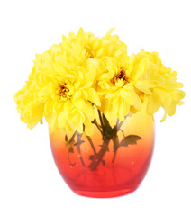 Beautiful chrysanthemum flowers in vase isolated on white