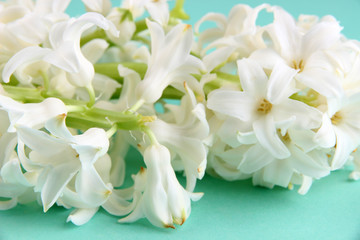 White hyacinth on green background